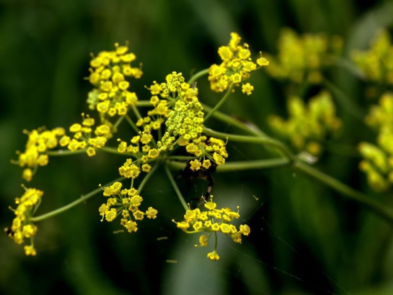 Wild Parsnip: The Roadside Burner