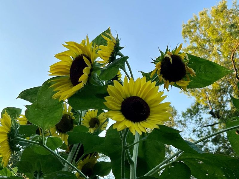 Sunflowers: Nutty Petals