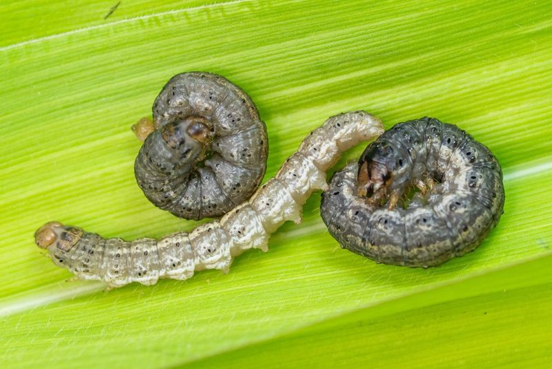 Cutworms
