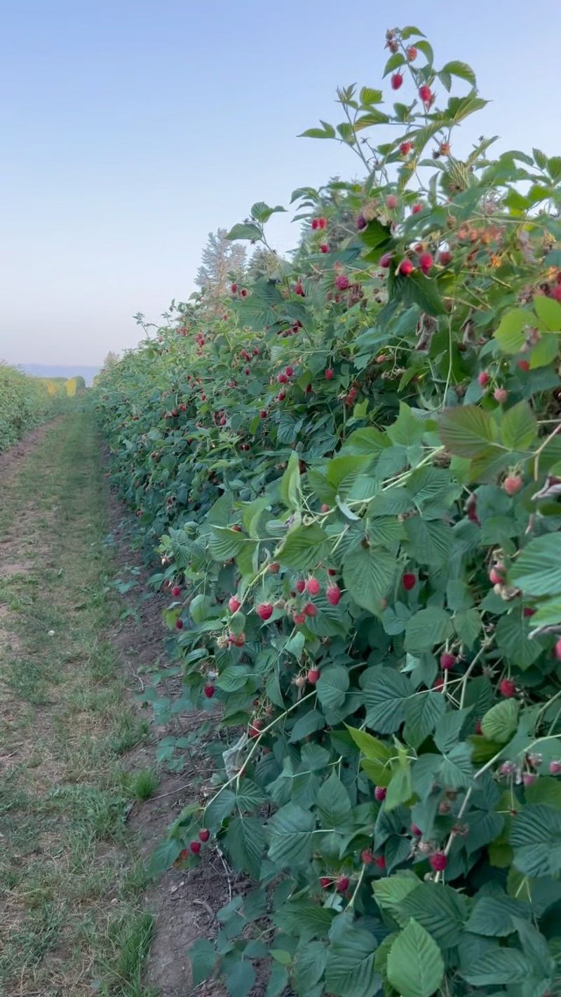 Raspberries