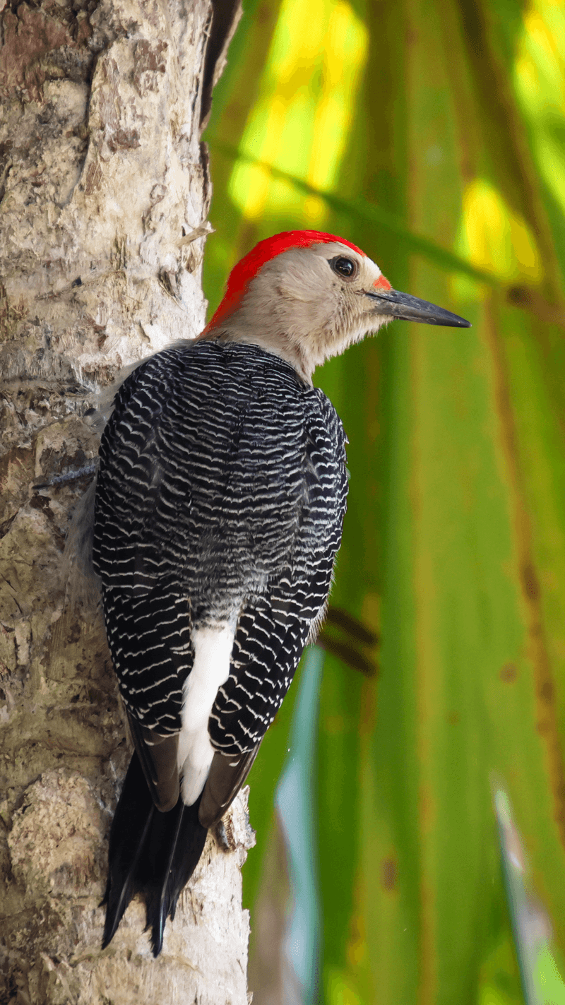 Woodpeckers: Suburban Drummers