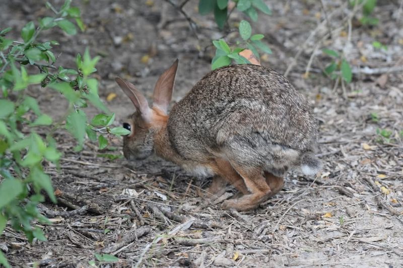 Rabbits: Dawn and Dusk Visitors