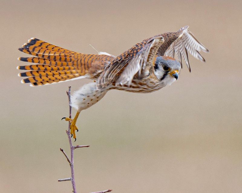 Kestrels