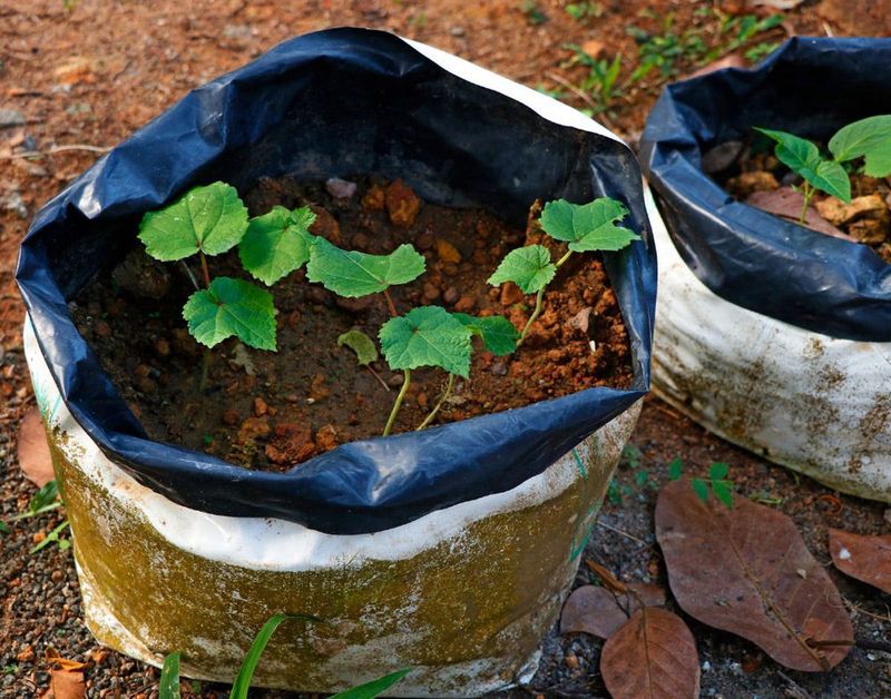 Prevents Overwatering Mistakes