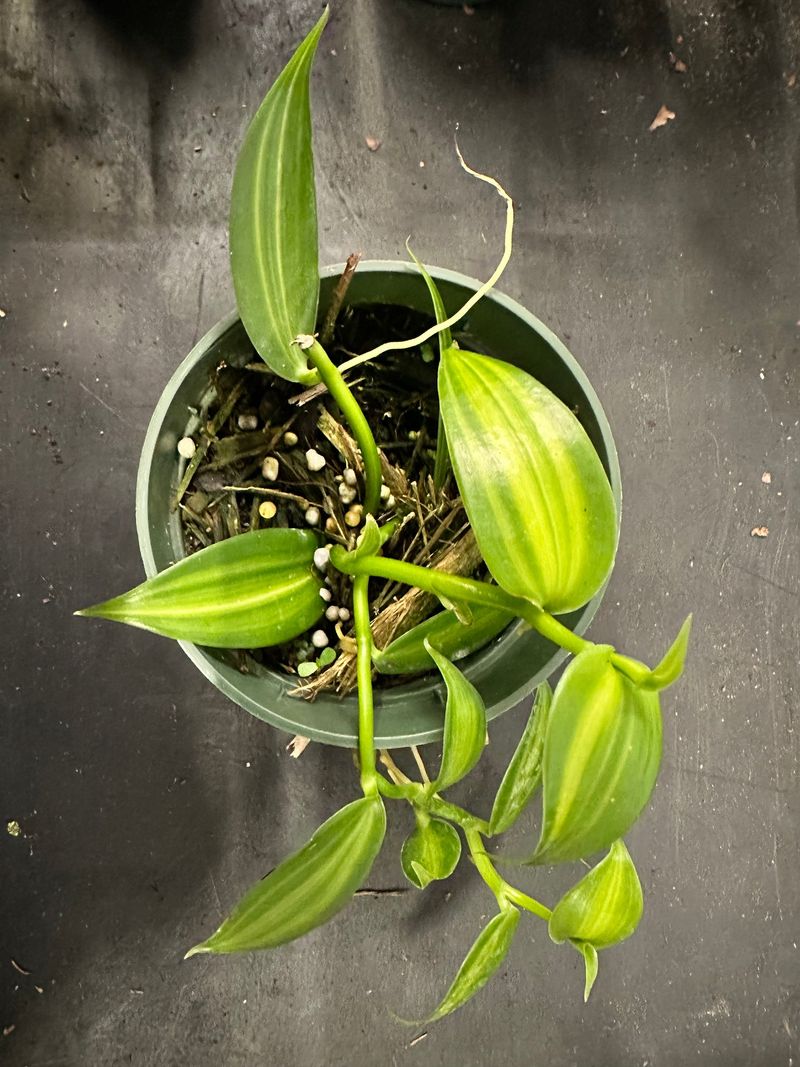 Vanilla Orchid