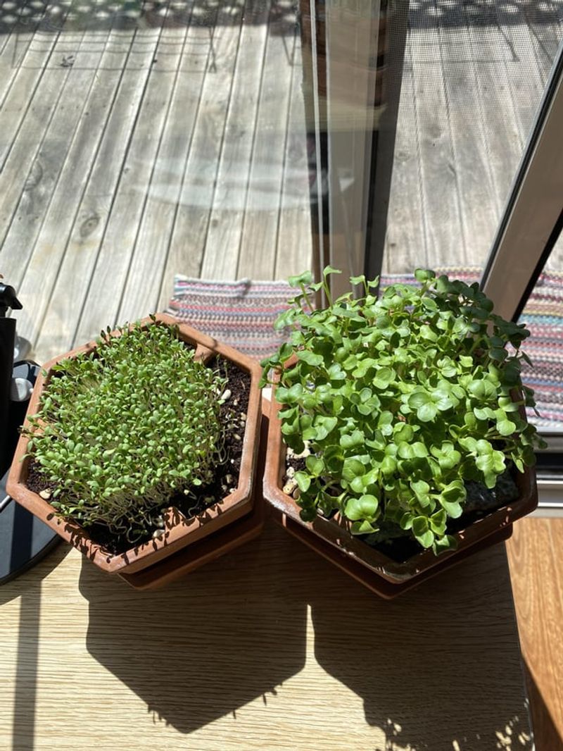 Desktop Micro-Gardens