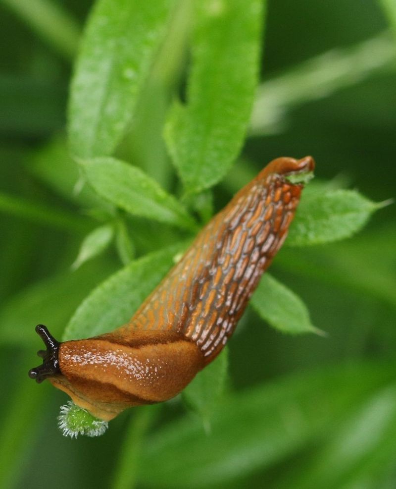 Monitor For Pests And Diseases Daily