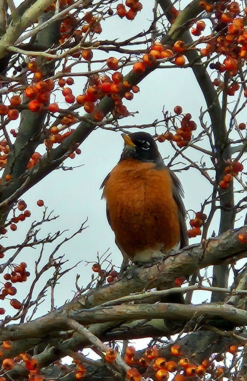 Robins Are Fruit Eaters, Not Seed Crackers