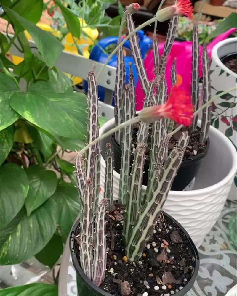 Senecio stapeliiformis