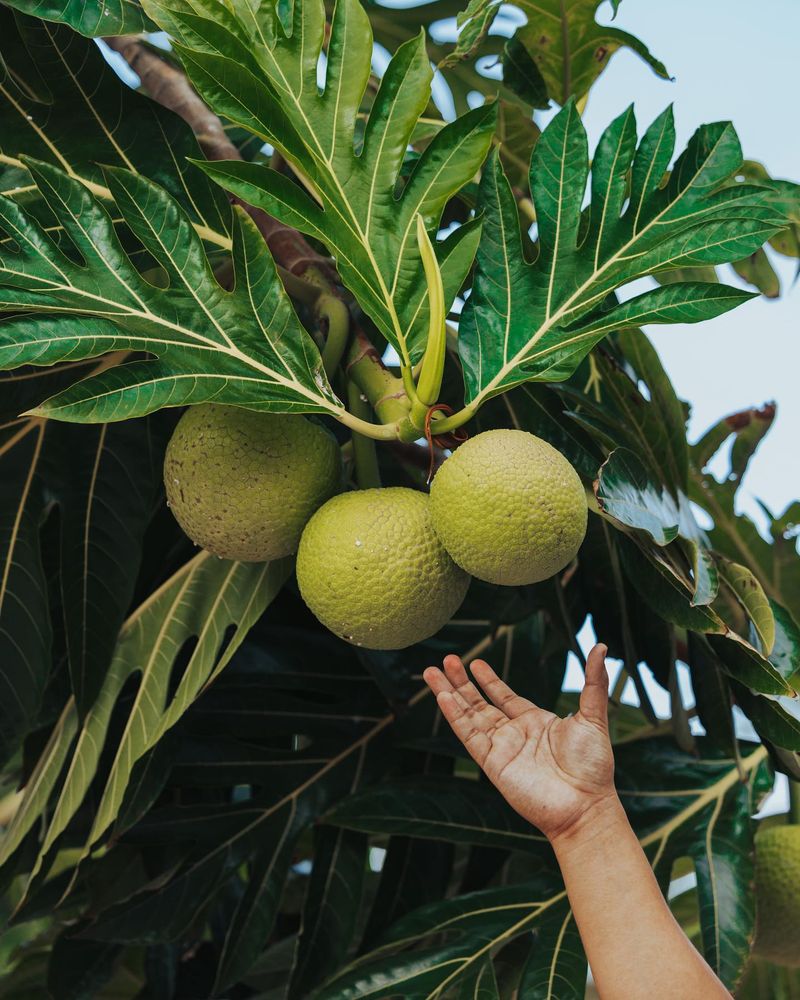 Breadfruit (Ulu)