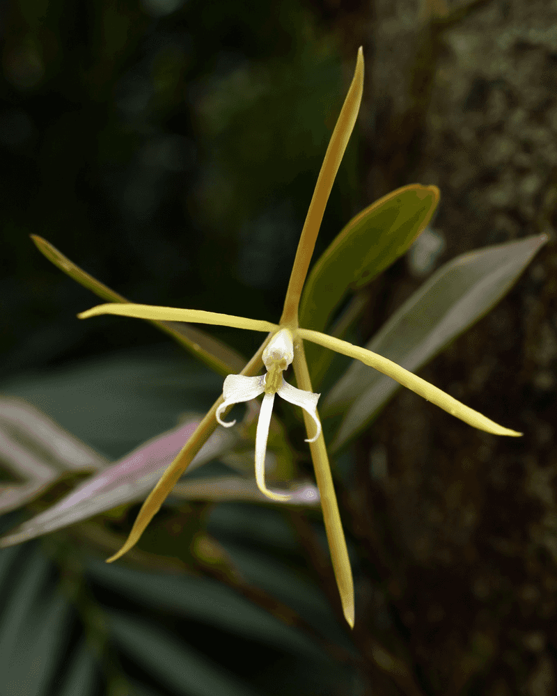 Night-Scented Orchid