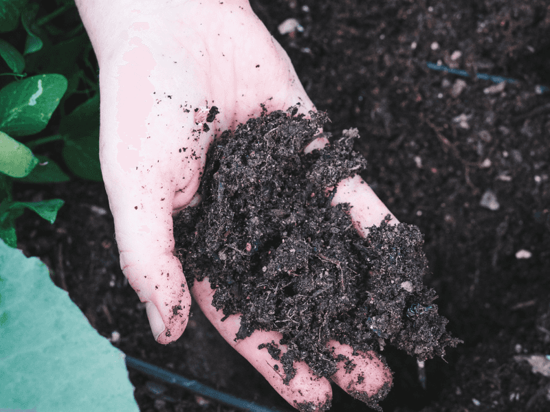 Provide Rich, Well-Draining Soil