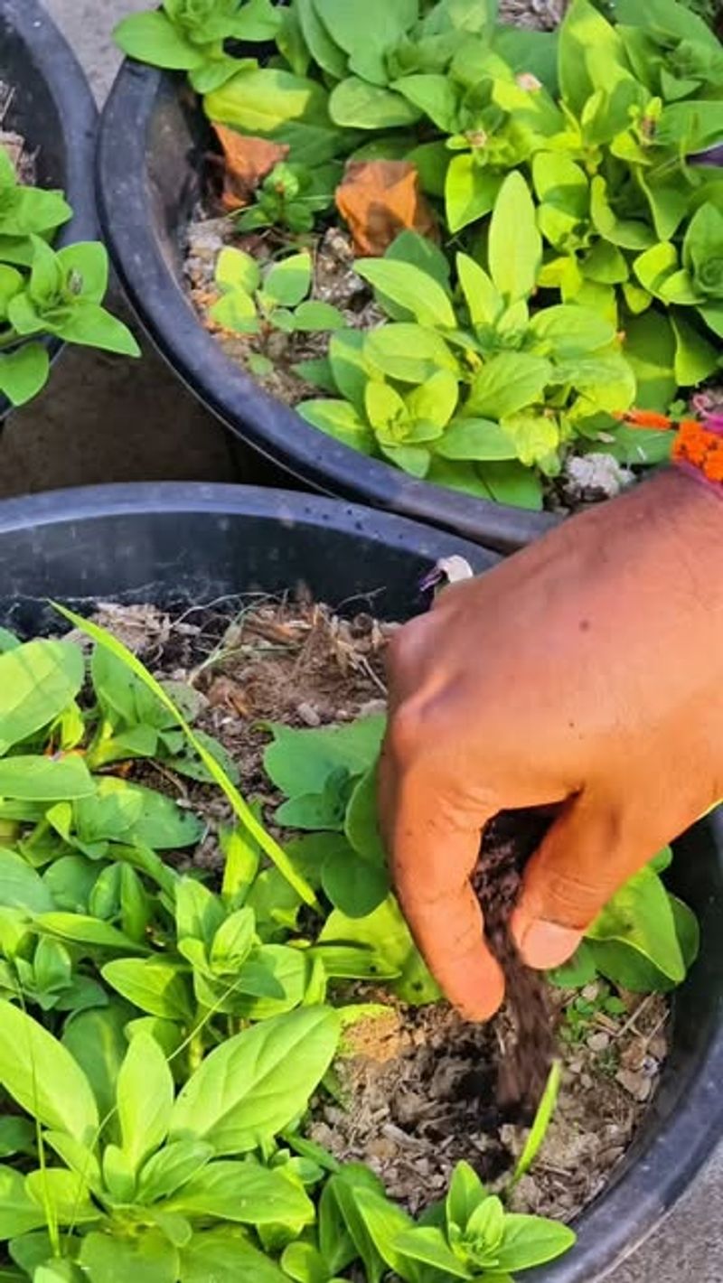 Master The Watering Schedule