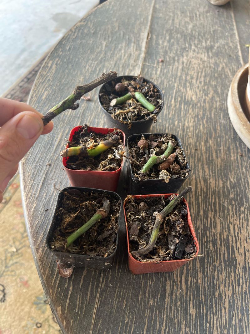 Propagate From Cuttings