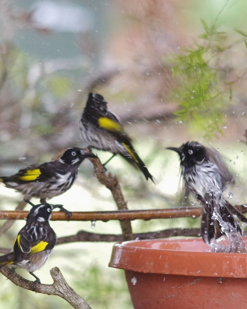 No Nearby Perching Spots