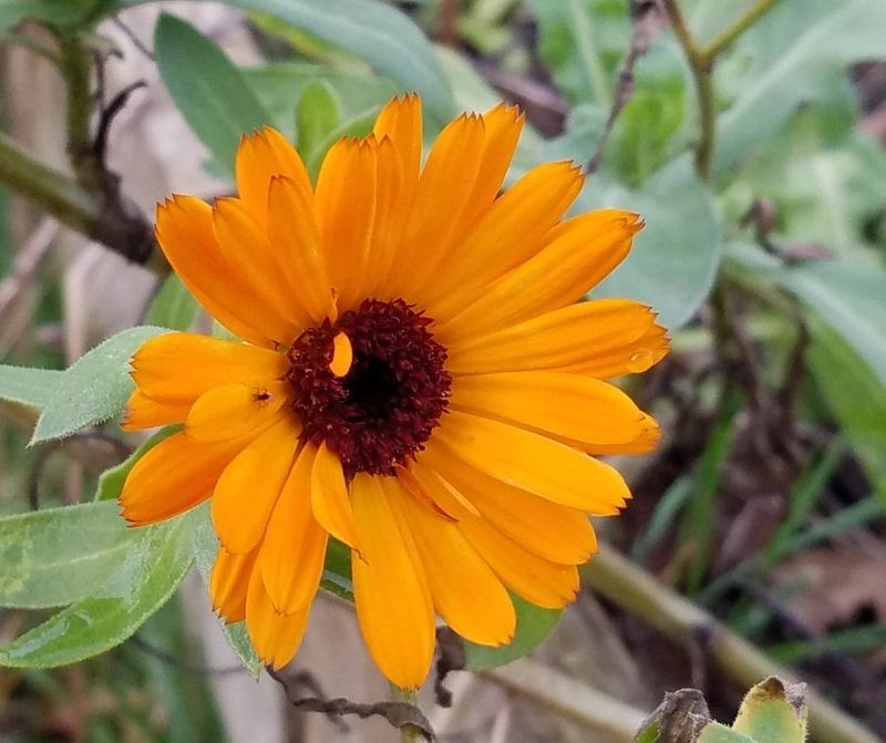 Flower Petals With Brown, Crispy Edges
