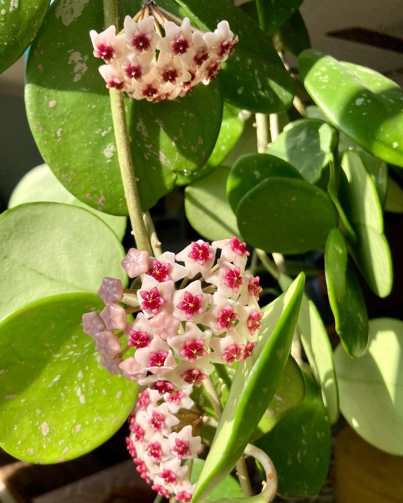 Hoya Obovata