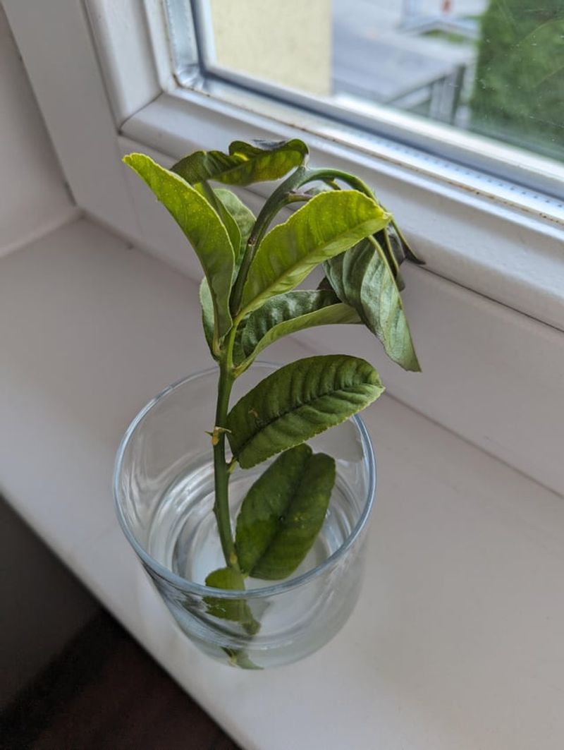 Temperature Regulation Benefits