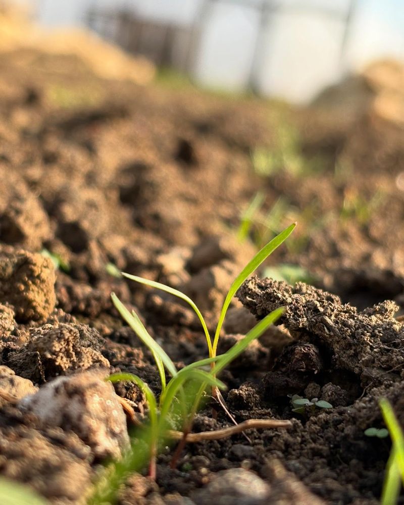 Eliminates Stubborn Weed Growth