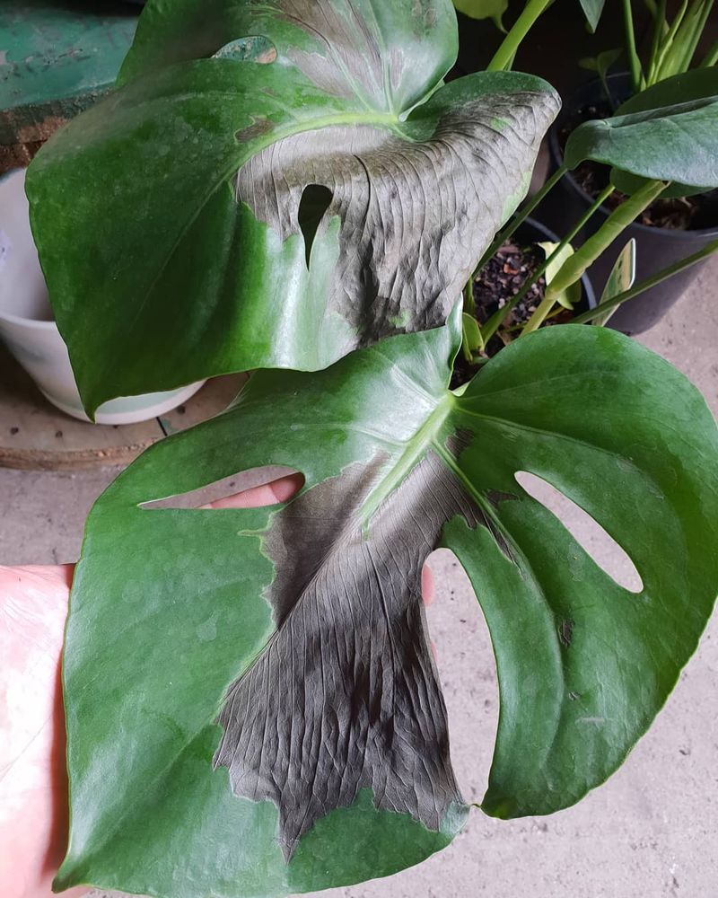 Brown Patches Showing Sunburn Damage
