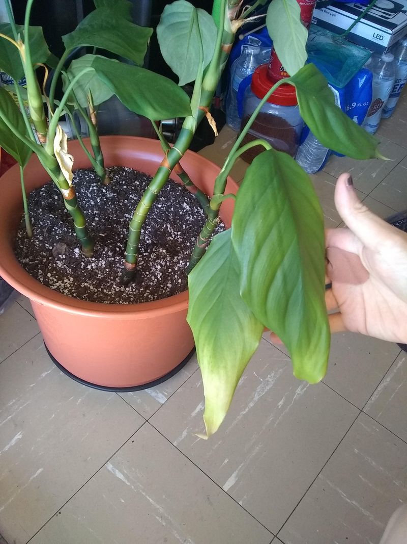 Leaf Curling