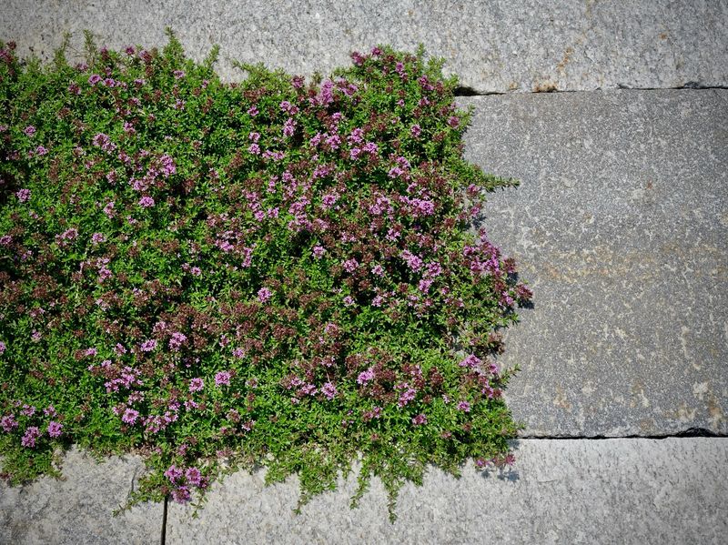 Creeping Thyme