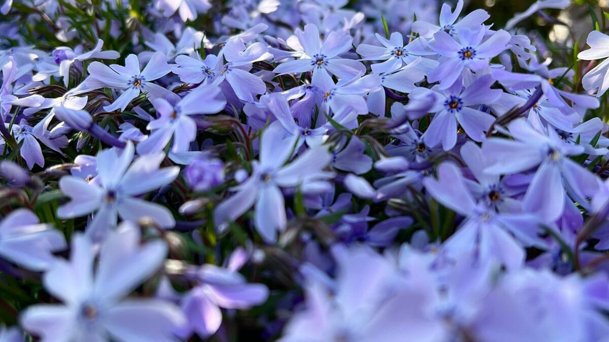 Still Using Mulch? These 22 Ground Covers Do A Better Job With Less Effort