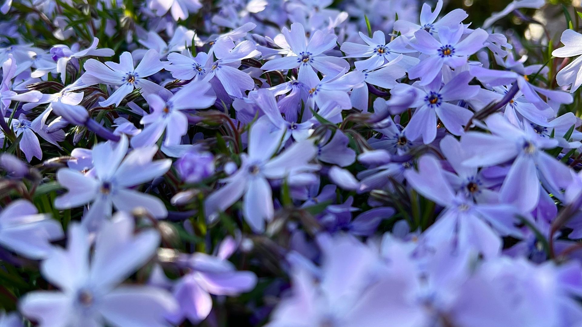 creeping phlox