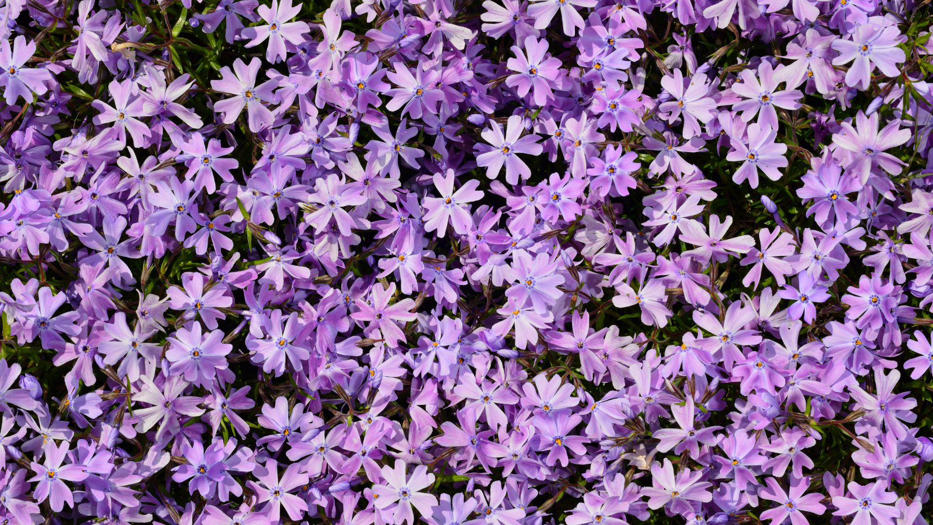 Phlox subulata - creeping phlox, moss phlox, moss pink, or mountain phlox