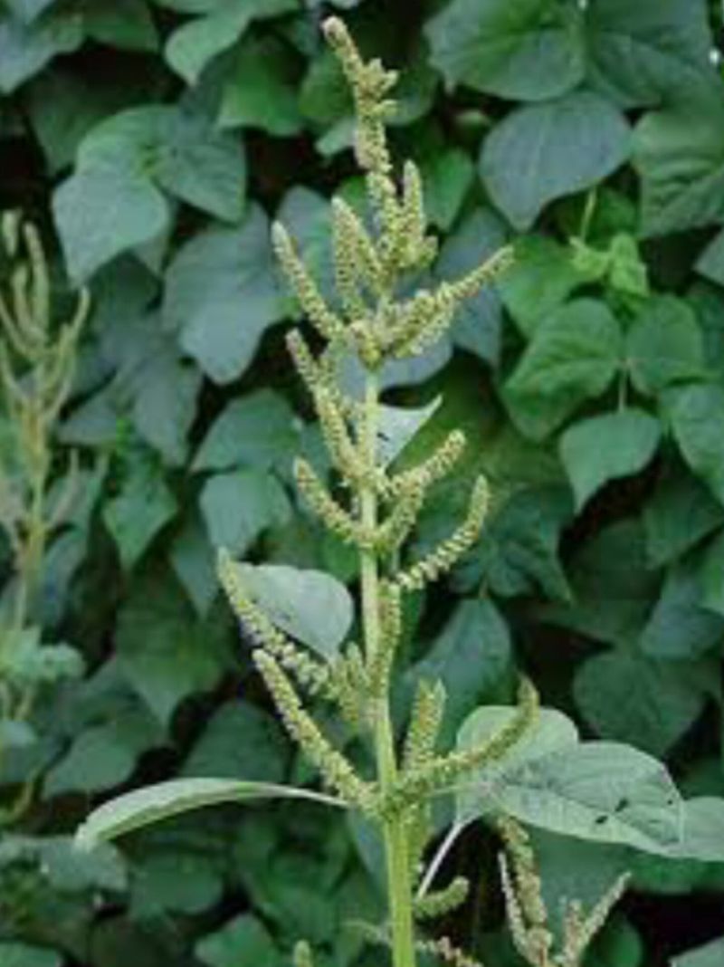 Pigweed