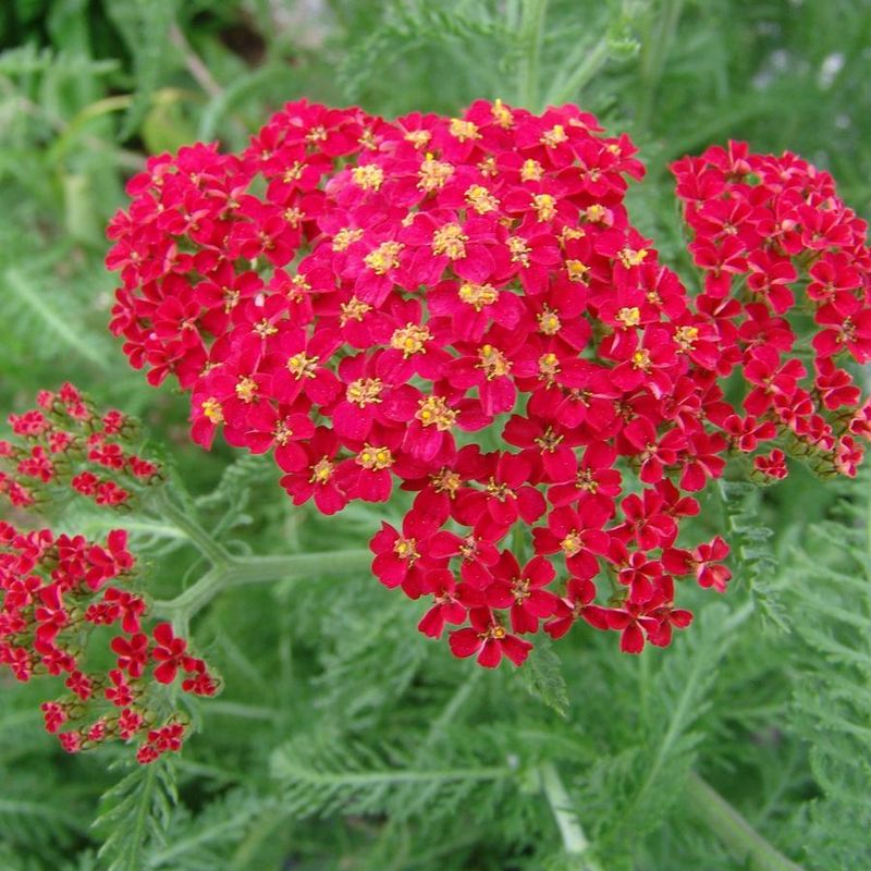 Yarrow Signals Poor, Drought-Prone Soil