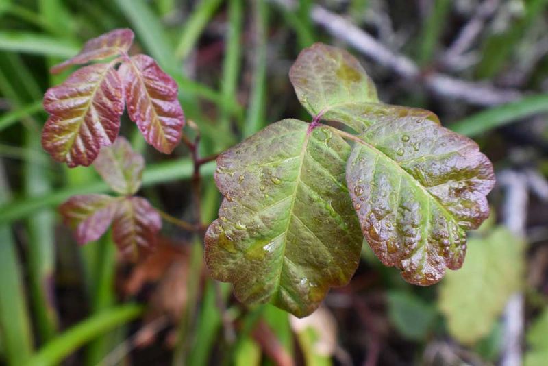 Poison Oak: The Woodland Irritant