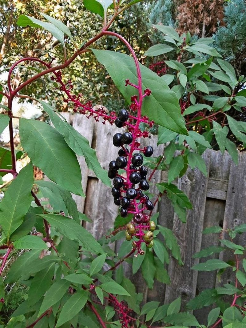 Pokeweed: The Purple Stain Of Danger