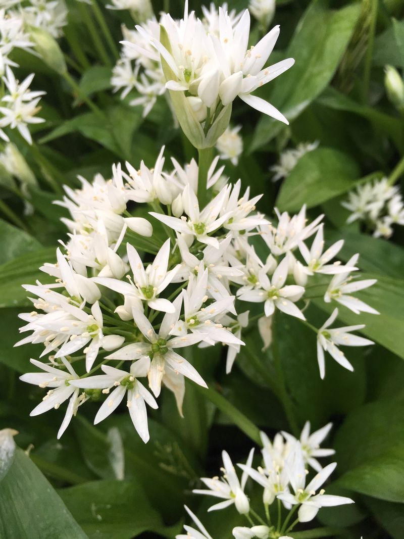 Wild Garlic