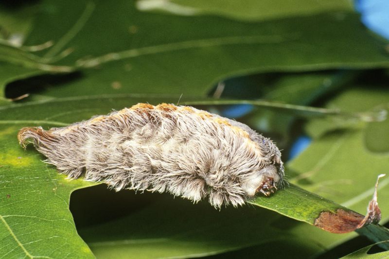 White Flannel Moth Caterpillar