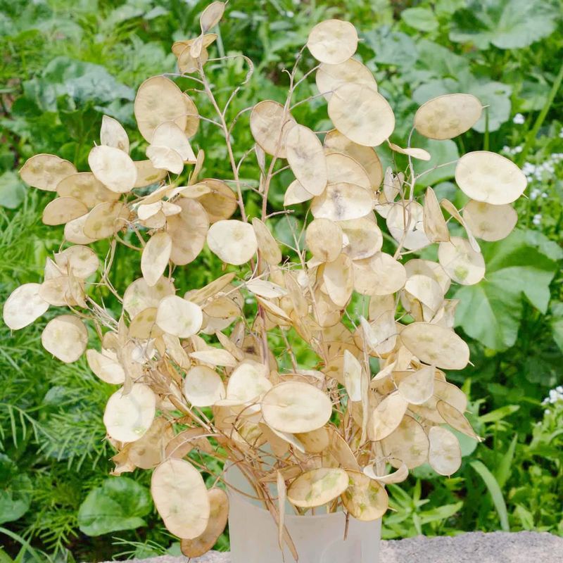 Honesty (Lunaria annua)