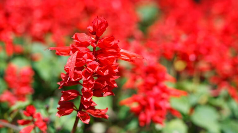 red salvia flowers