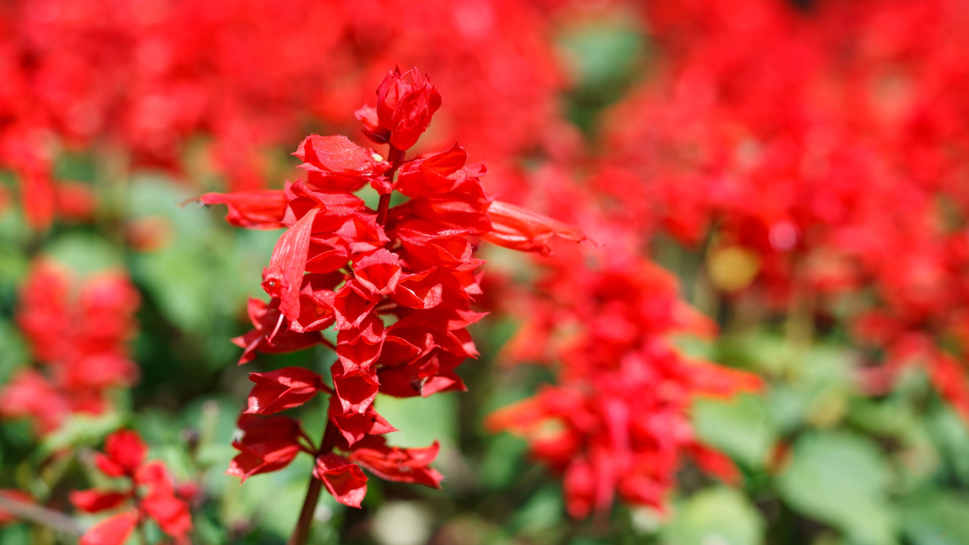 Stop Overwatering! 21 Hardy Plants That Thrive In Dry Soil