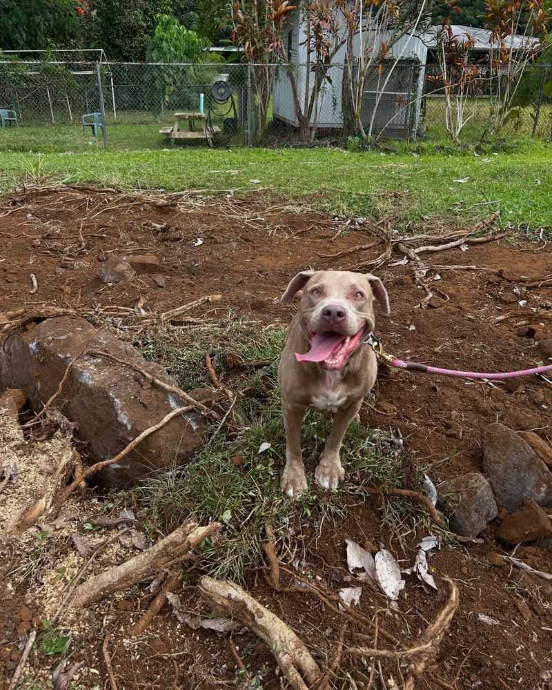 Freshens Soil After Pet Damage