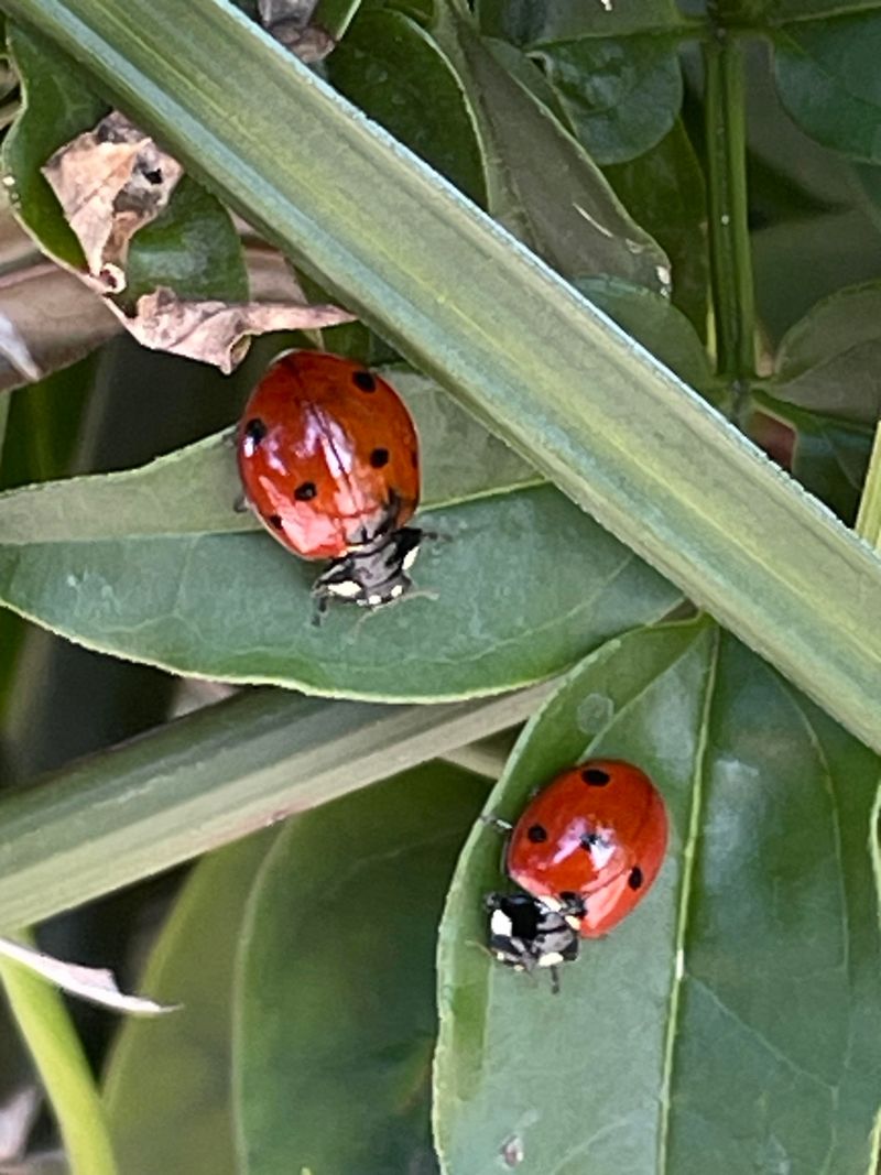 Beneficial Insect Attraction