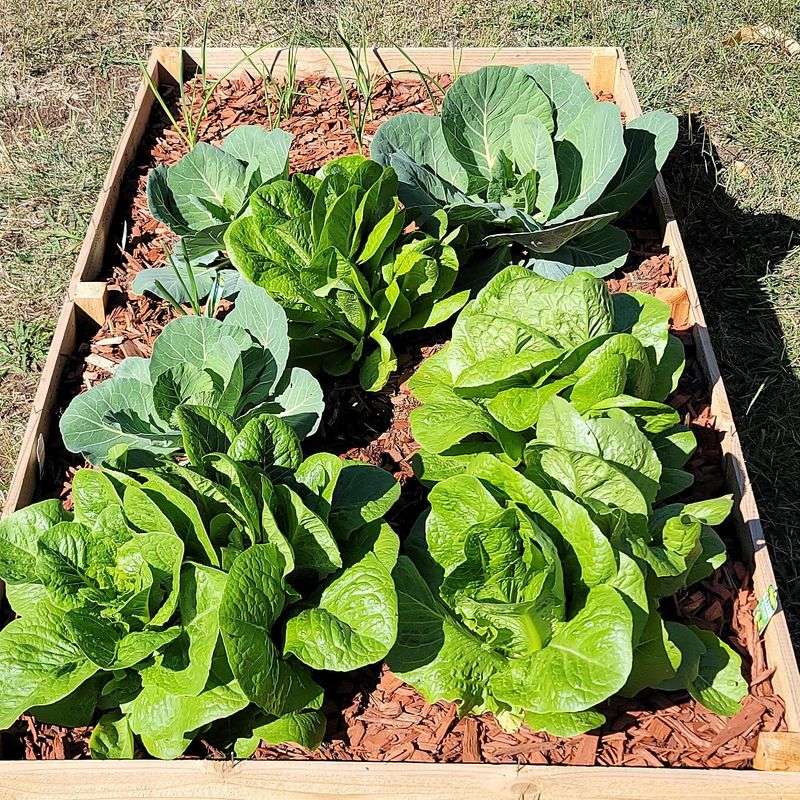Companion Planting Boosters