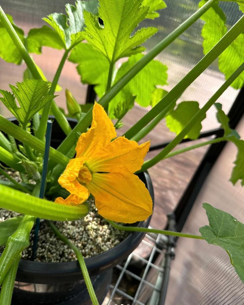 Self-Watering Containers