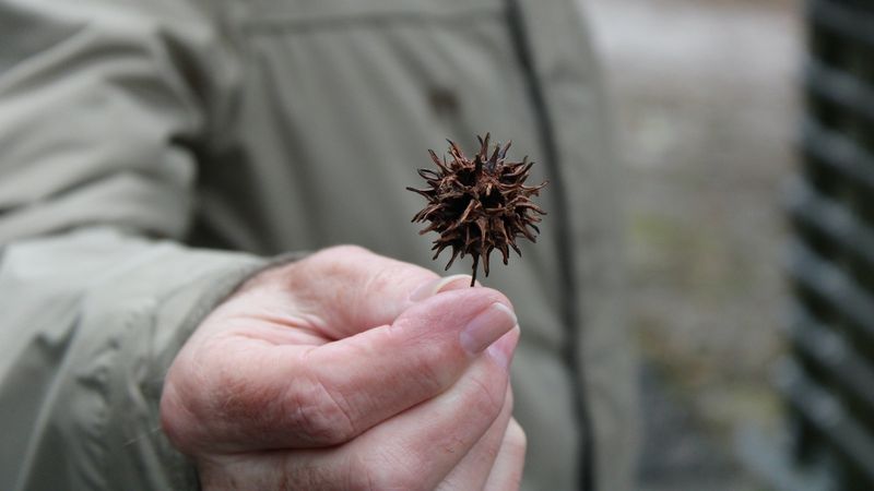 Pine Cones and Seed Pods
