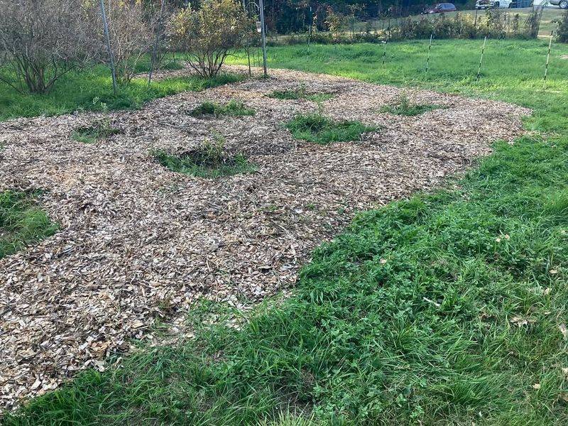 Wood Chips