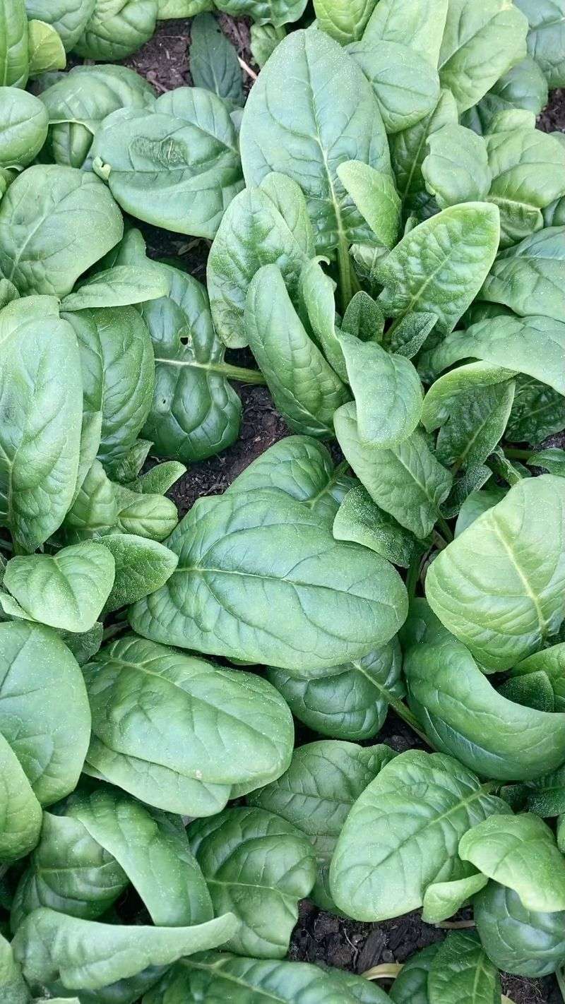 Spinach