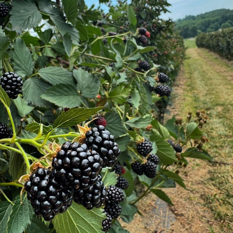 Blackberries