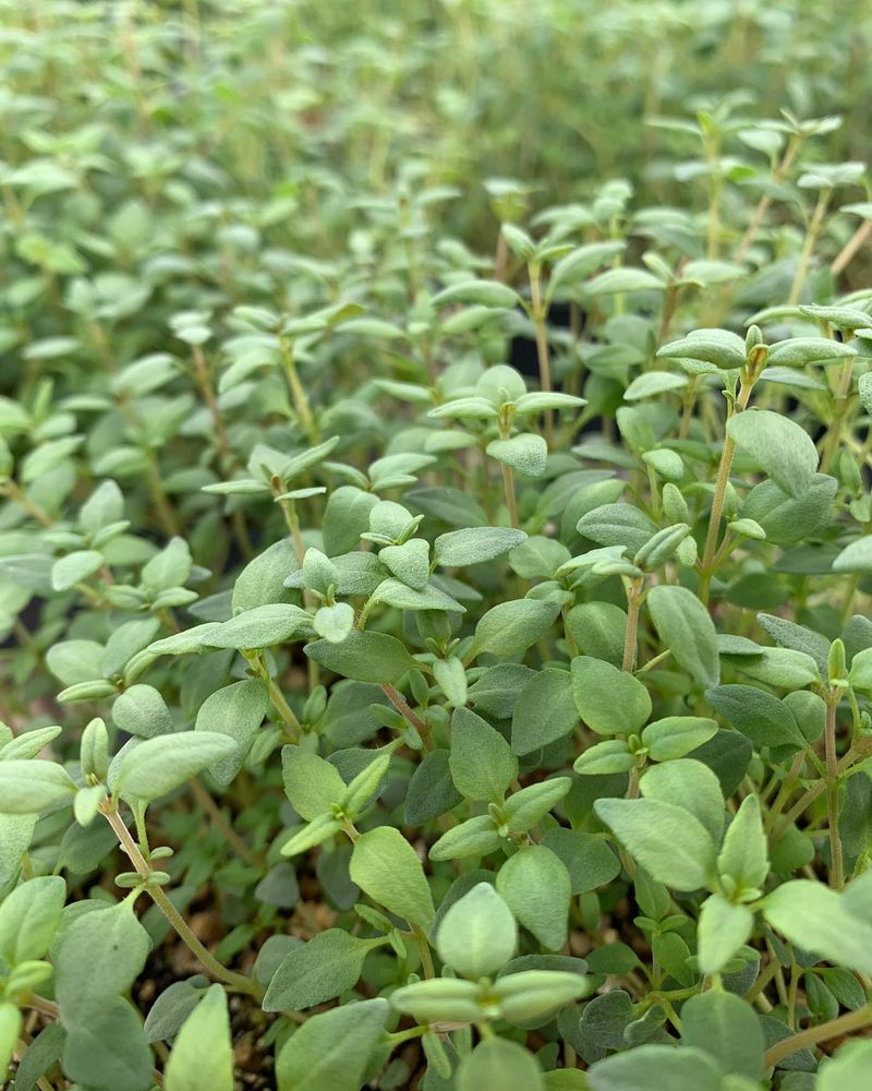 Thyme