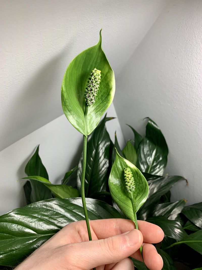 Peace Lily