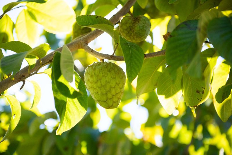 Cherimoya (Custard Apple)