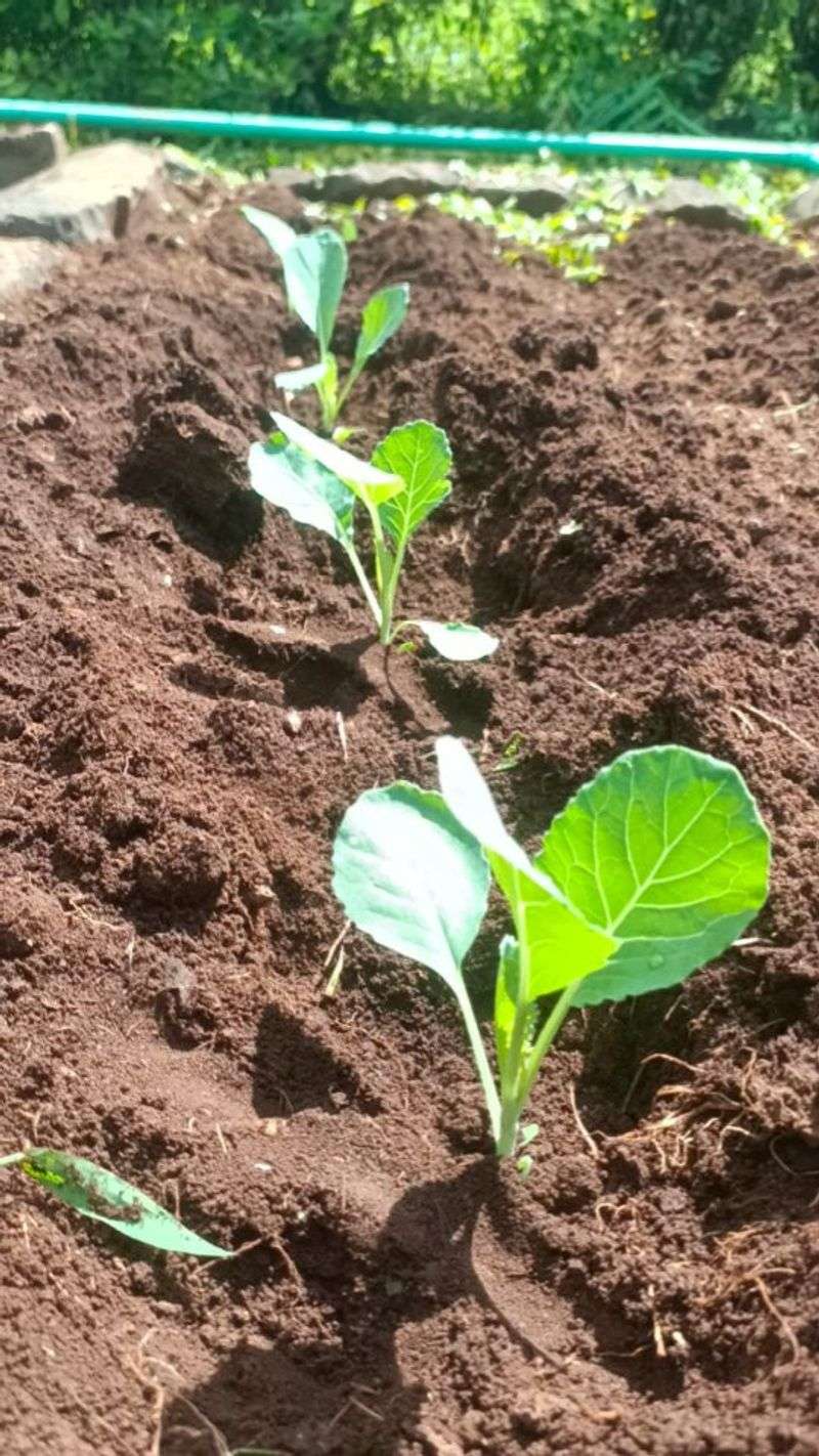 Boosts Root Development